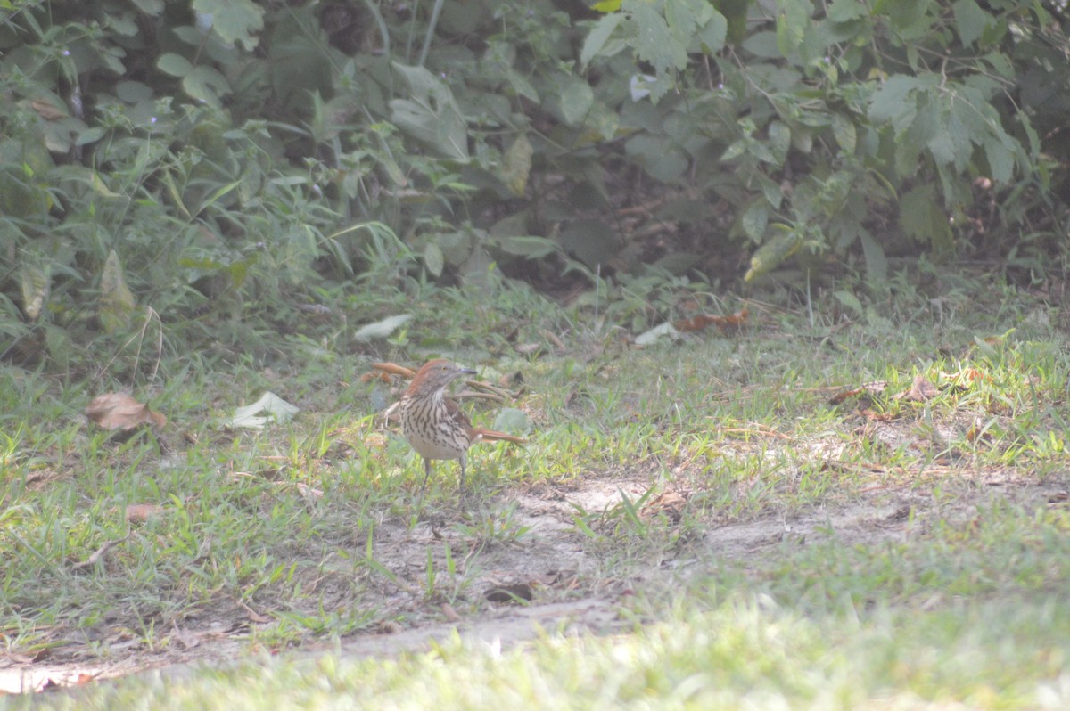 Brown Thrasher - ML623555634