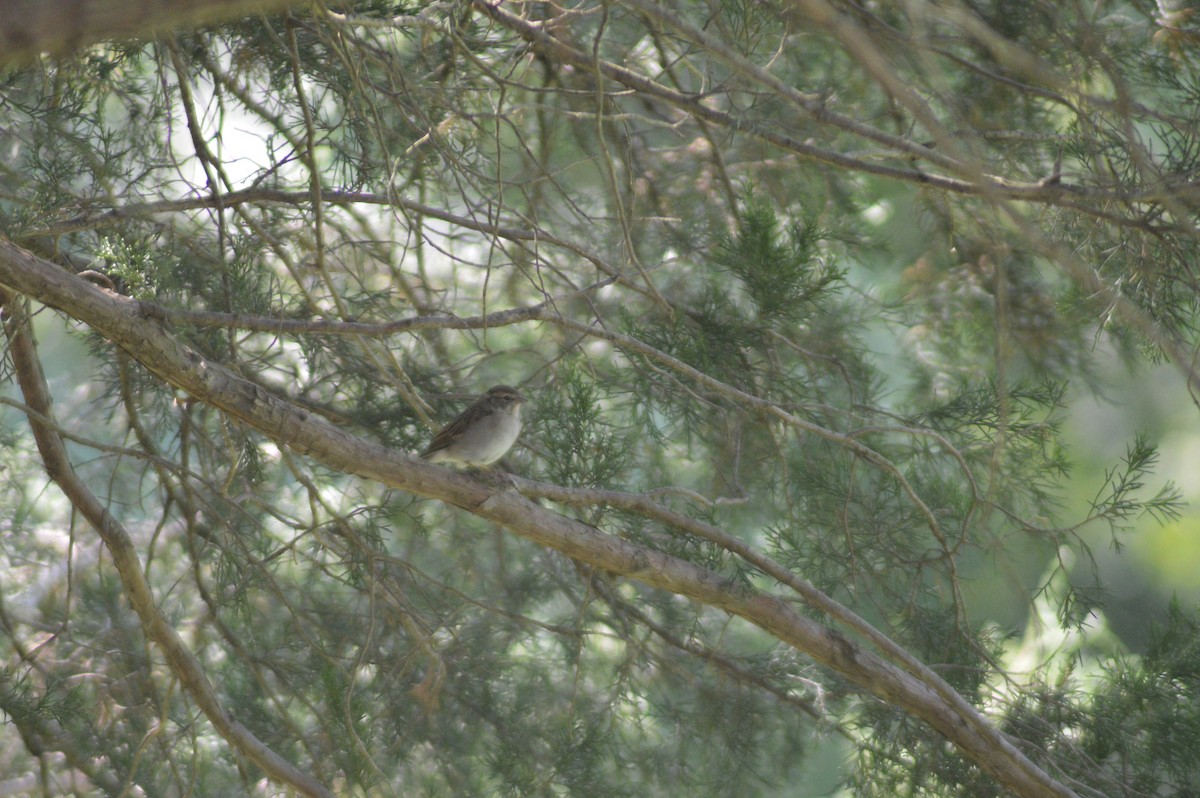 Chipping Sparrow - ML623555635