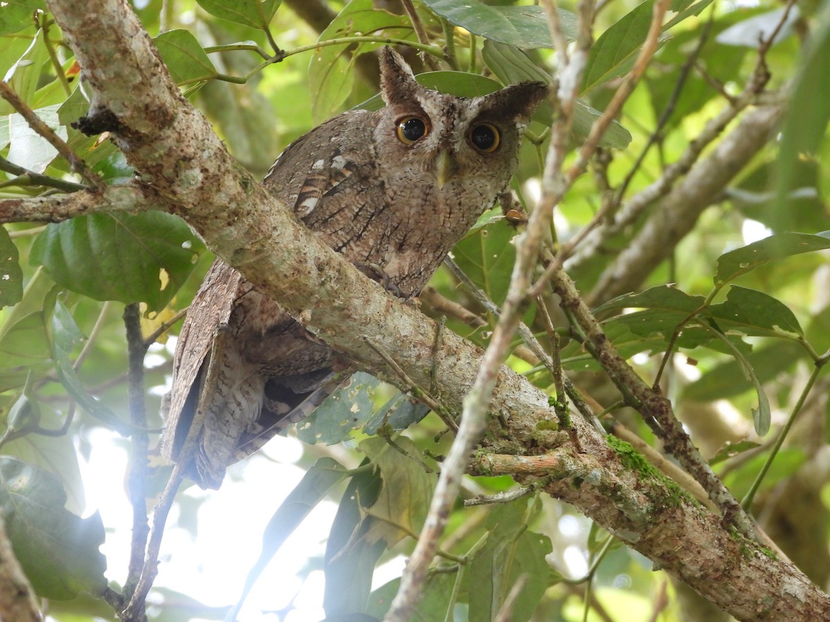 Pacific Screech-Owl - ML623555637