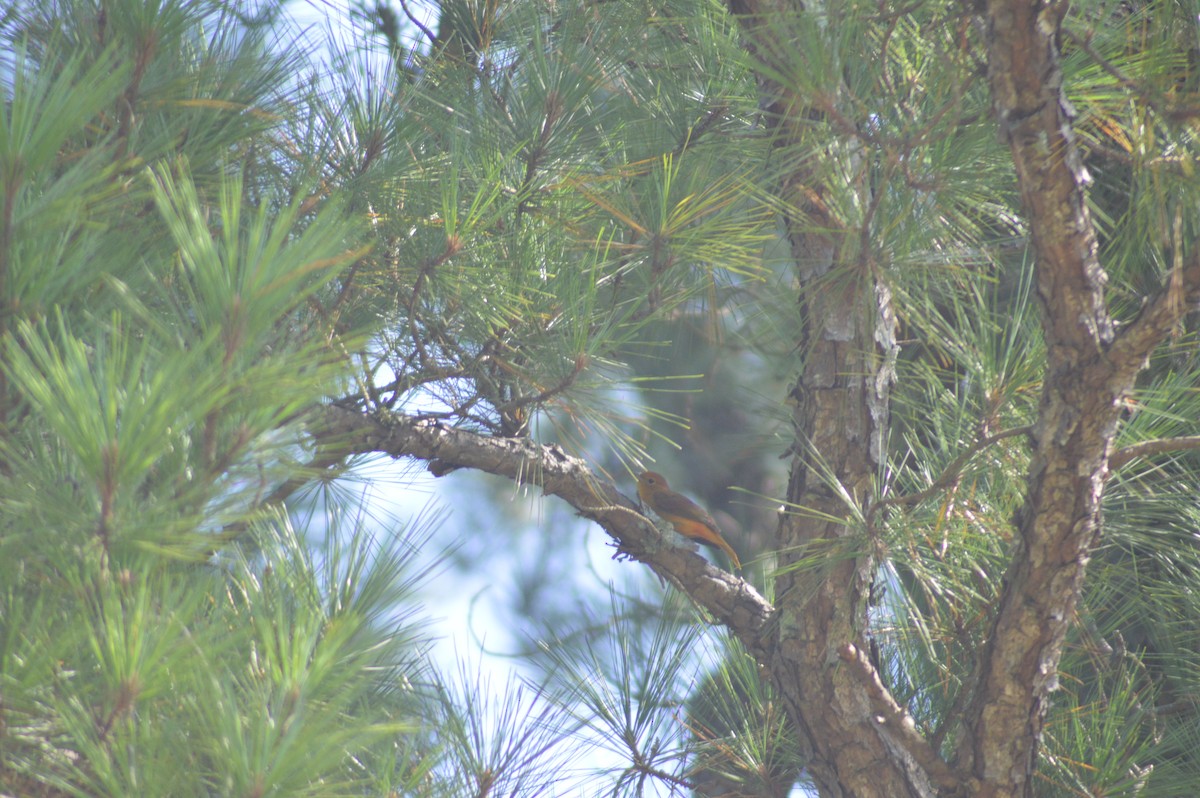 Summer Tanager - ML623555643