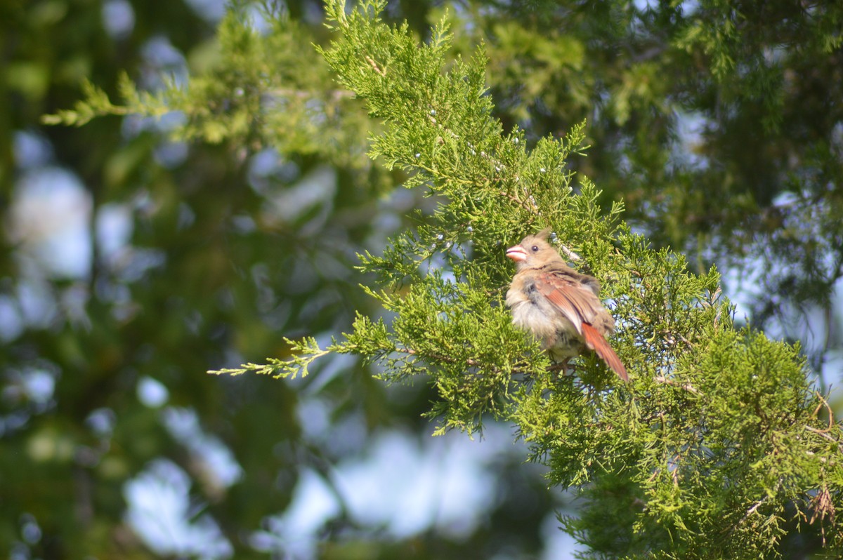 Northern Cardinal - ML623555647