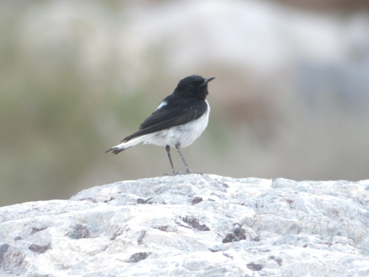 Hume's Wheatear - ML623555659