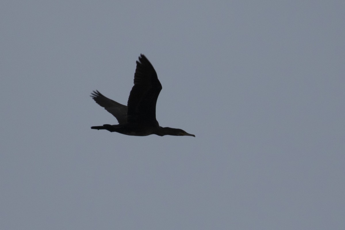 Great Cormorant - Ugoline Godeau