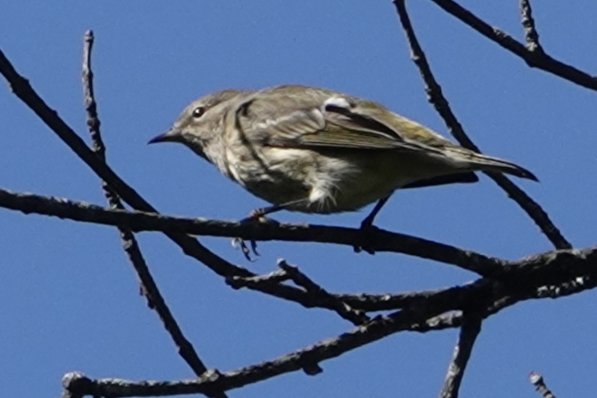 brunkinnparula - ML623555718
