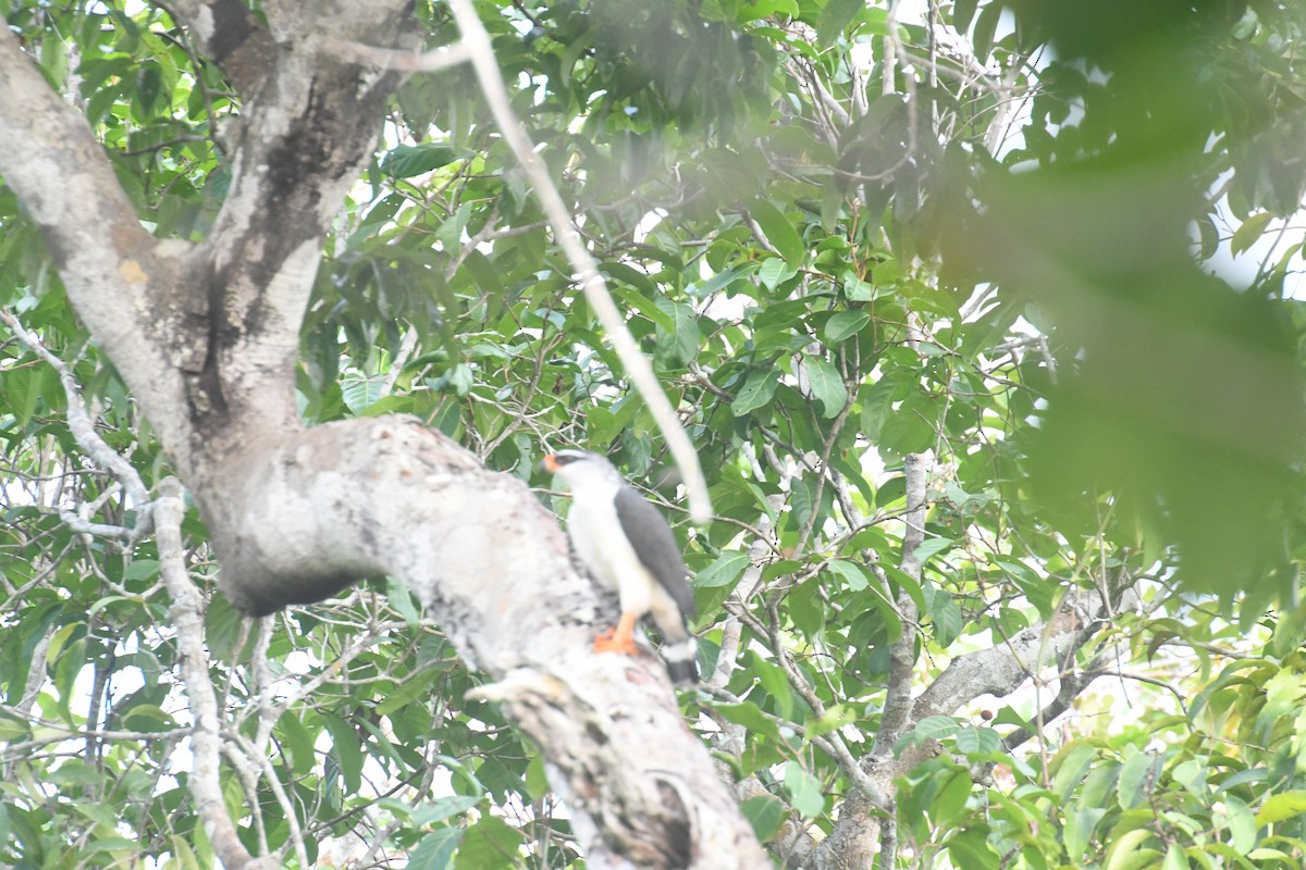 White-browed Hawk - ML623555720