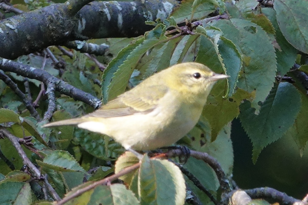 møllparula - ML623555721