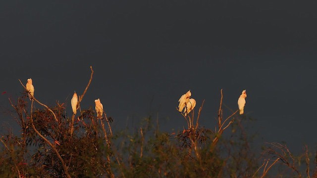 Pink Cockatoo - ML623555727