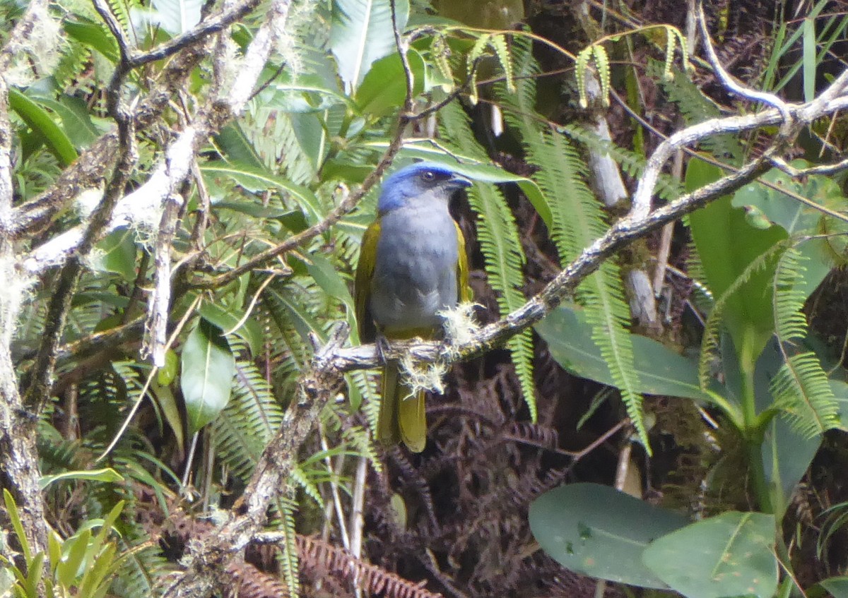 Blue-capped Tanager - ML623555767