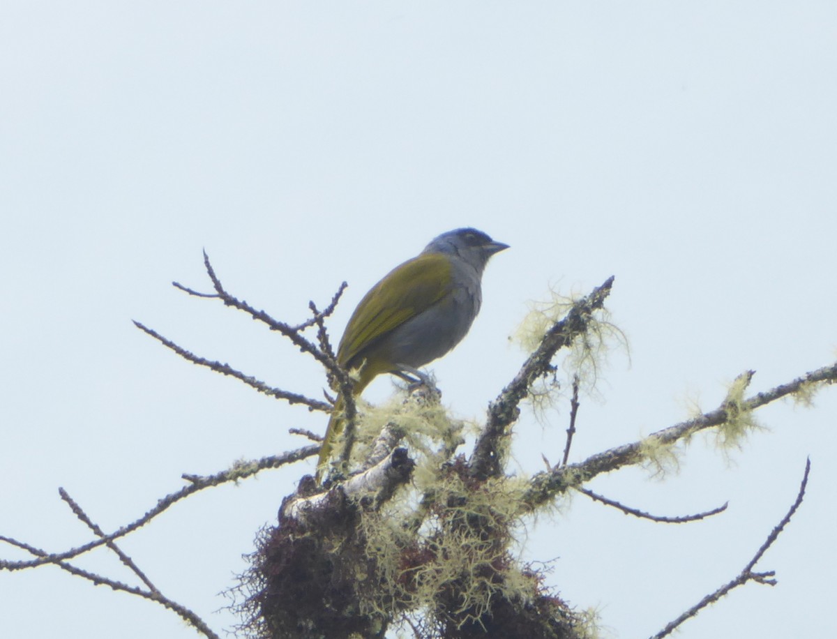 Blue-capped Tanager - ML623555768