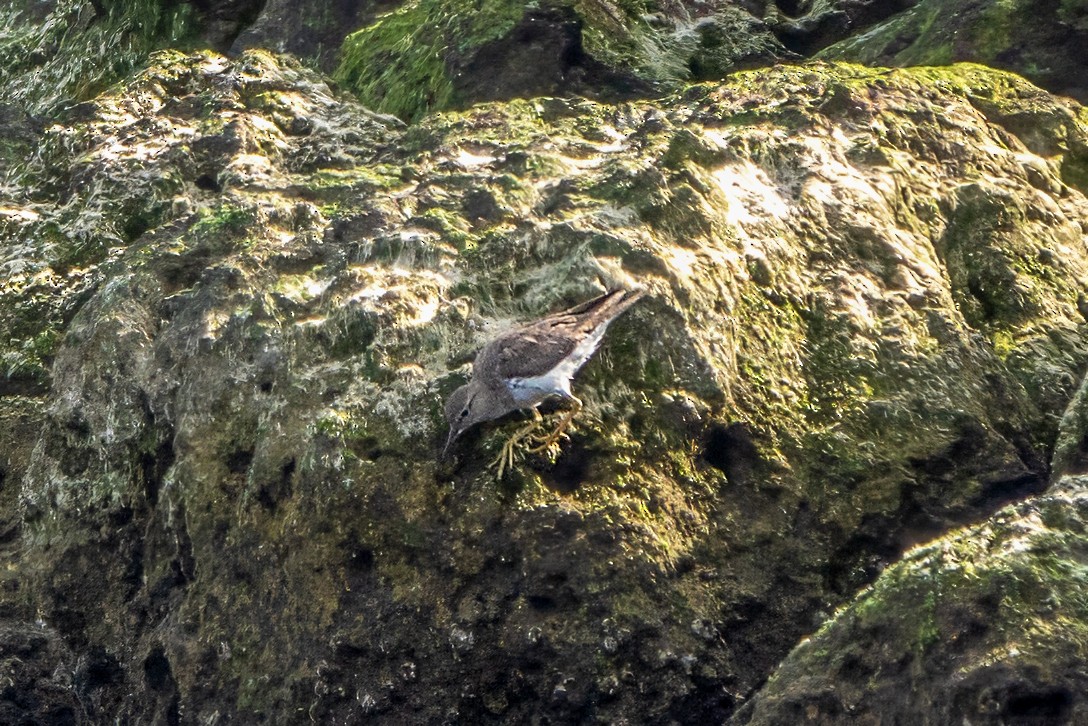 pisík obecný - ML623555780