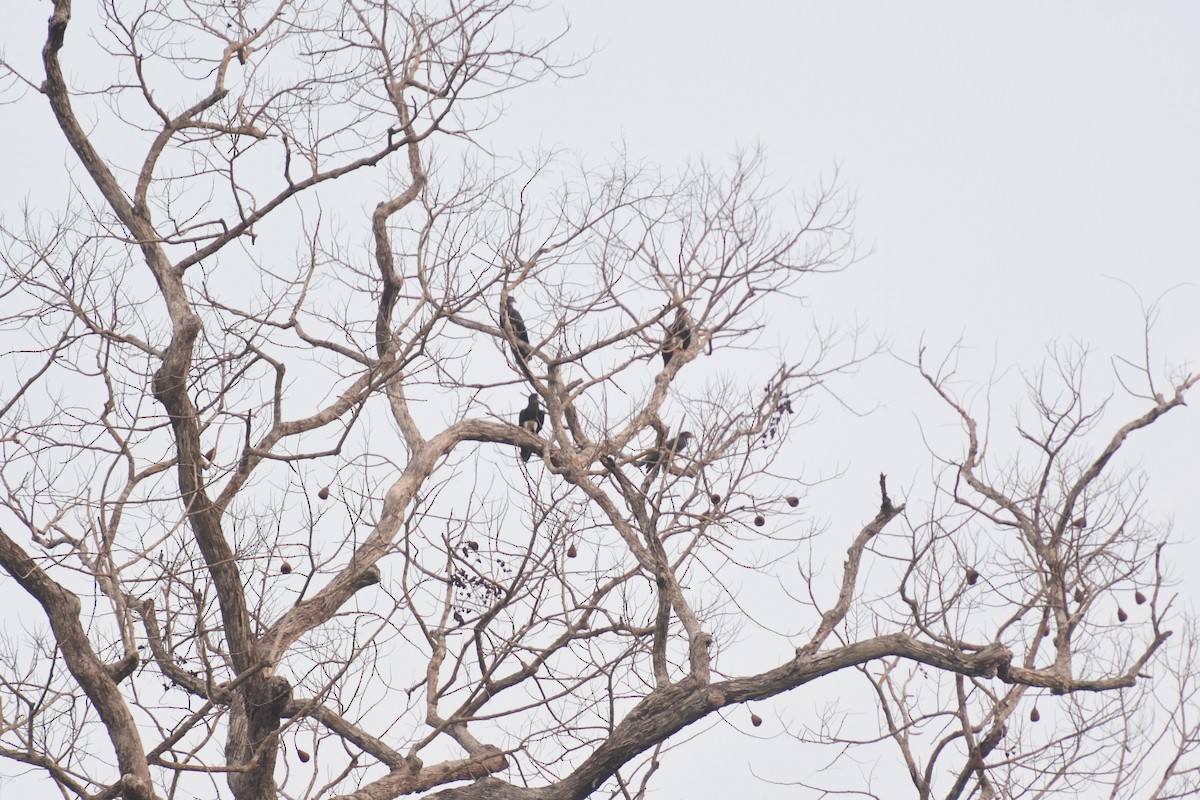 Red-throated Caracara - ML623555781