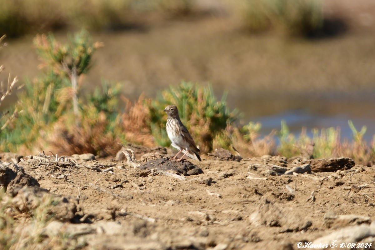 Mediterranean Short-toed Lark - ML623555783