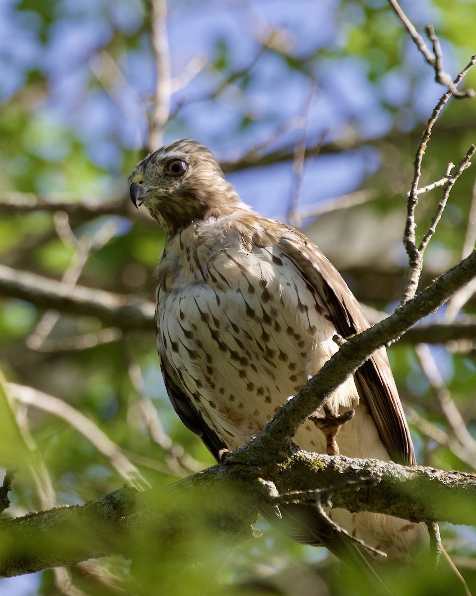 Red-shouldered Hawk - ML623555784