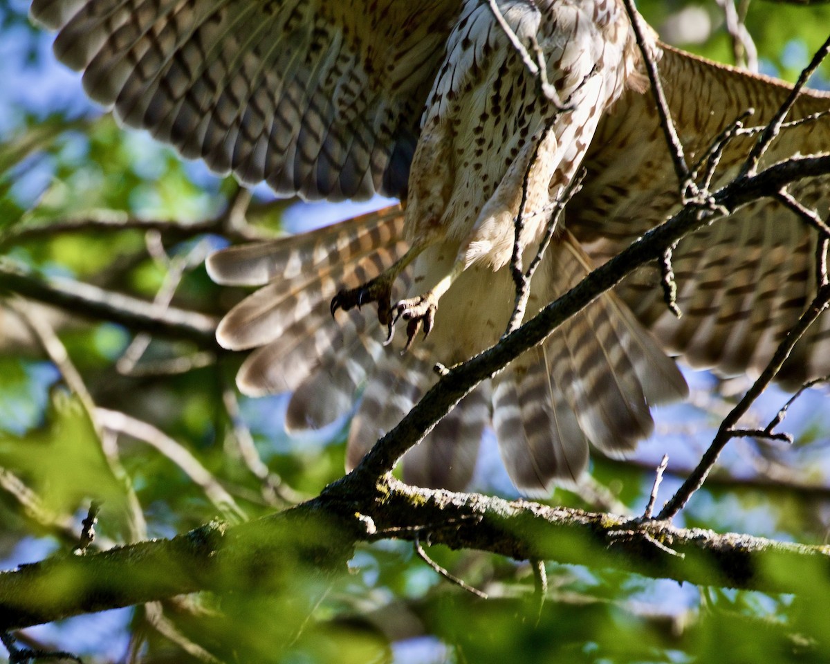 Red-shouldered Hawk - ML623555785