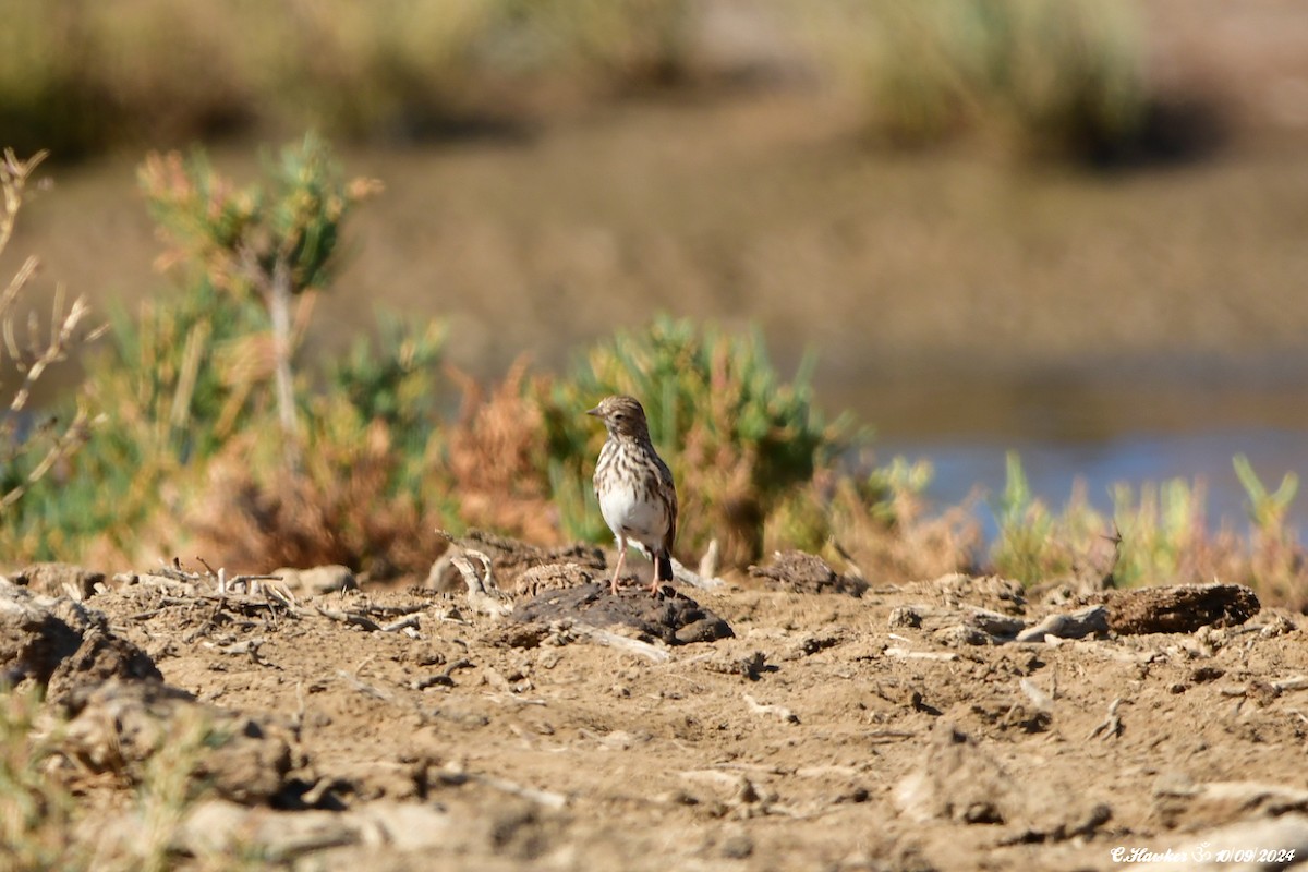 Mediterranean Short-toed Lark - ML623555786