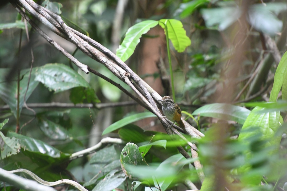 Spix's Warbling-Antbird - ML623555833