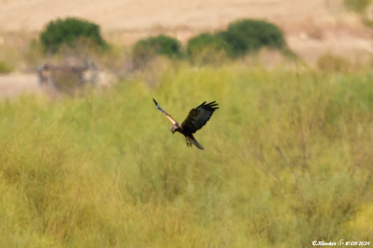 Aguilucho Lagunero Occidental - ML623555834