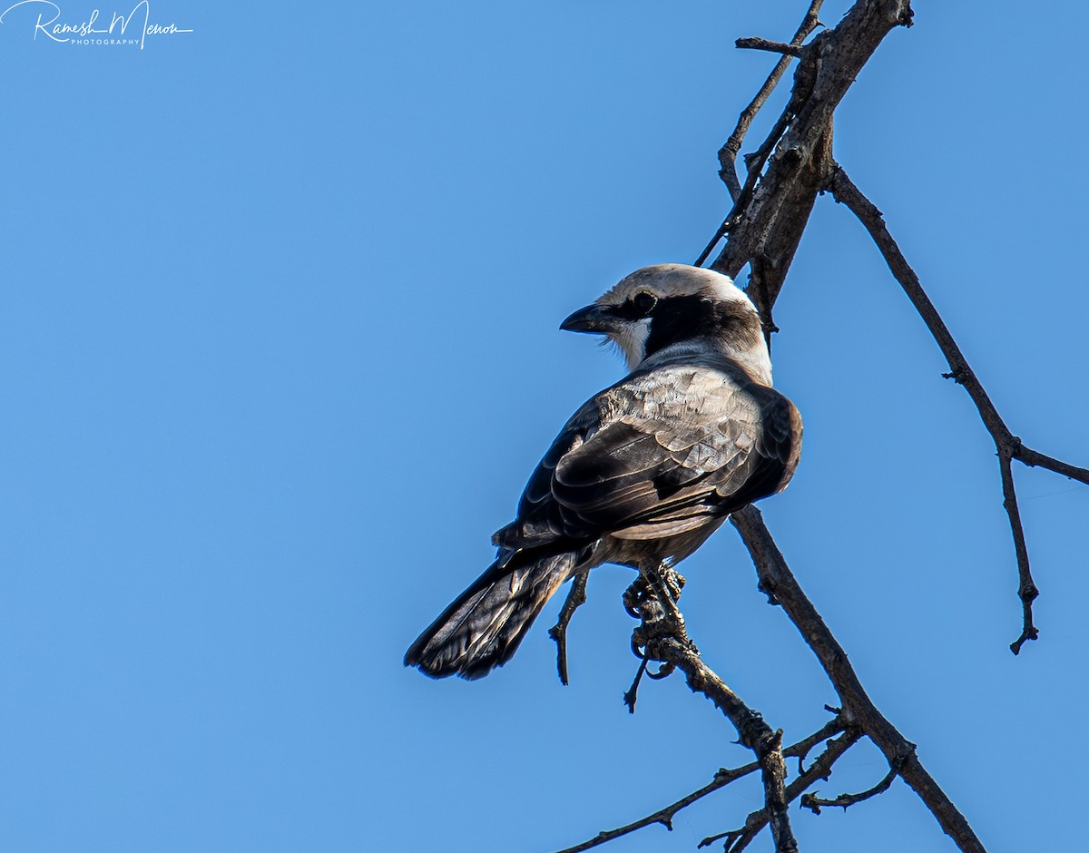 White-crowned Shrike - ML623555911