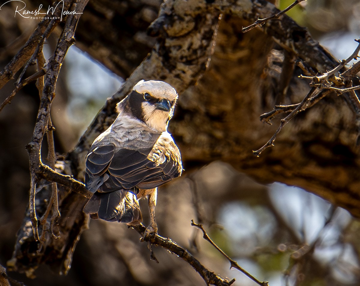 White-crowned Shrike - ML623555912