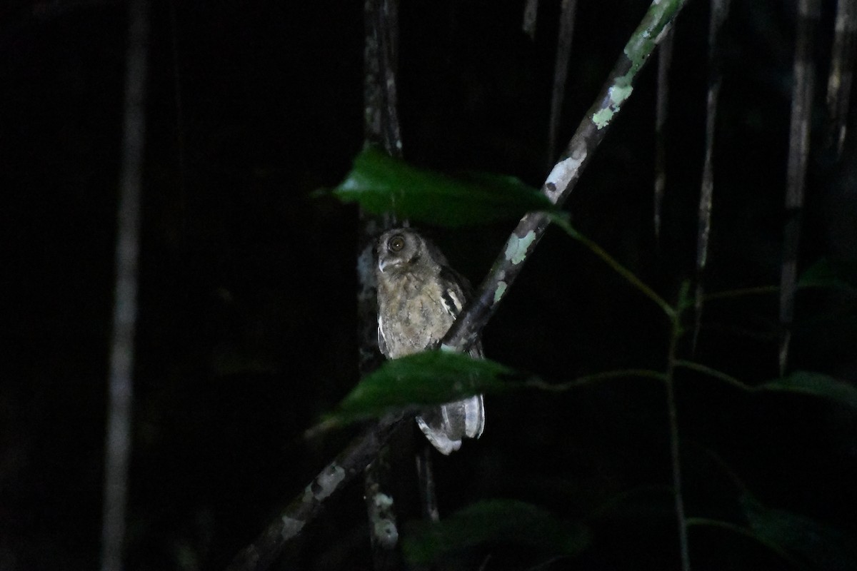 Tawny-bellied Screech-Owl - Laurence Green