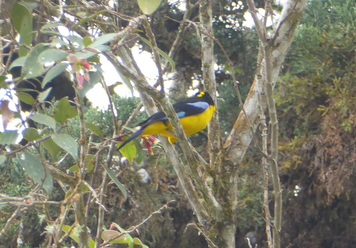 Blue-winged Mountain Tanager - ML623555938