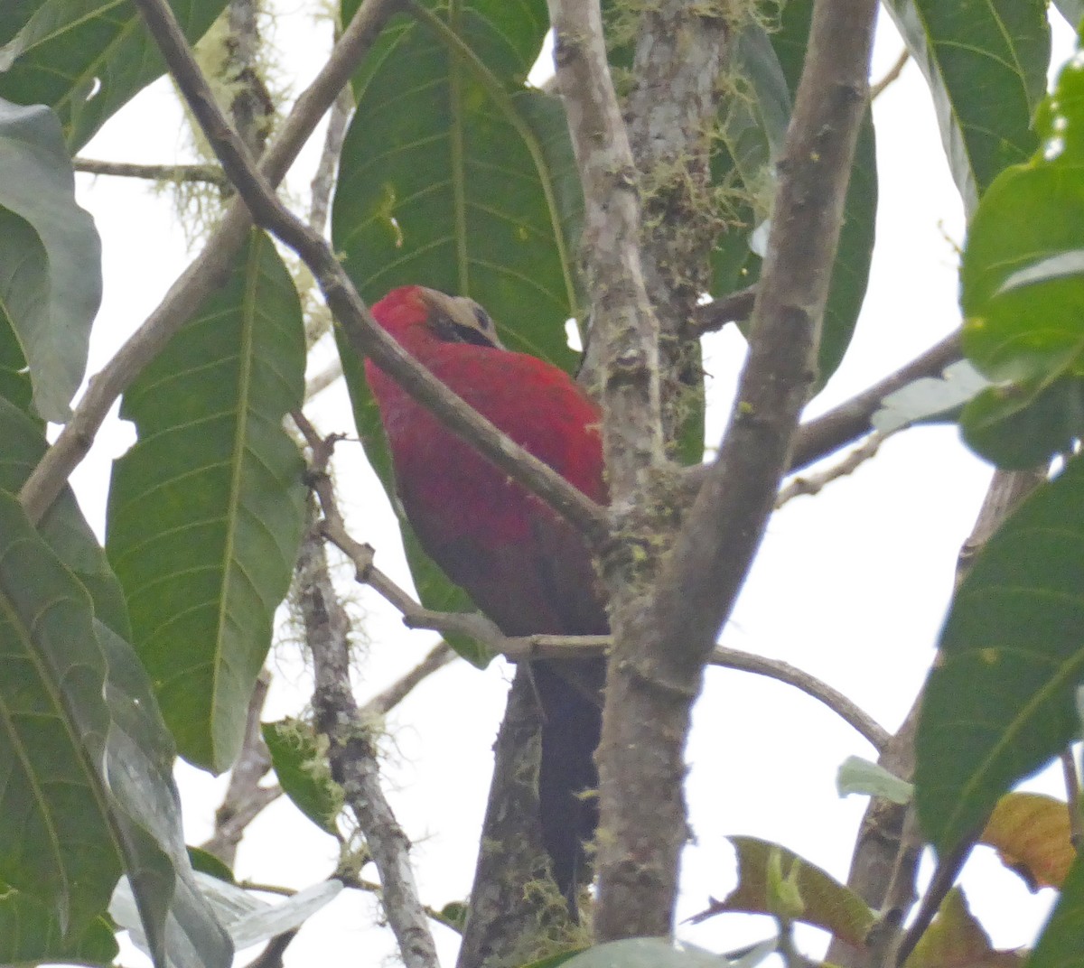 Crimson-mantled Woodpecker - ML623555942