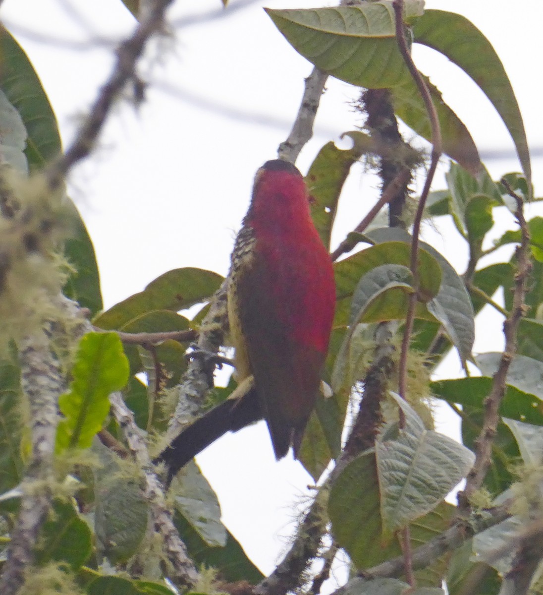 Crimson-mantled Woodpecker - ML623555943