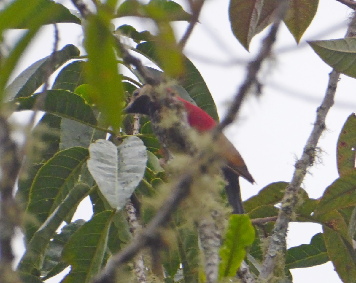 Crimson-mantled Woodpecker - ML623555944