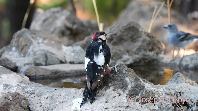 Great Spotted Woodpecker (Canarian) - ML623555945