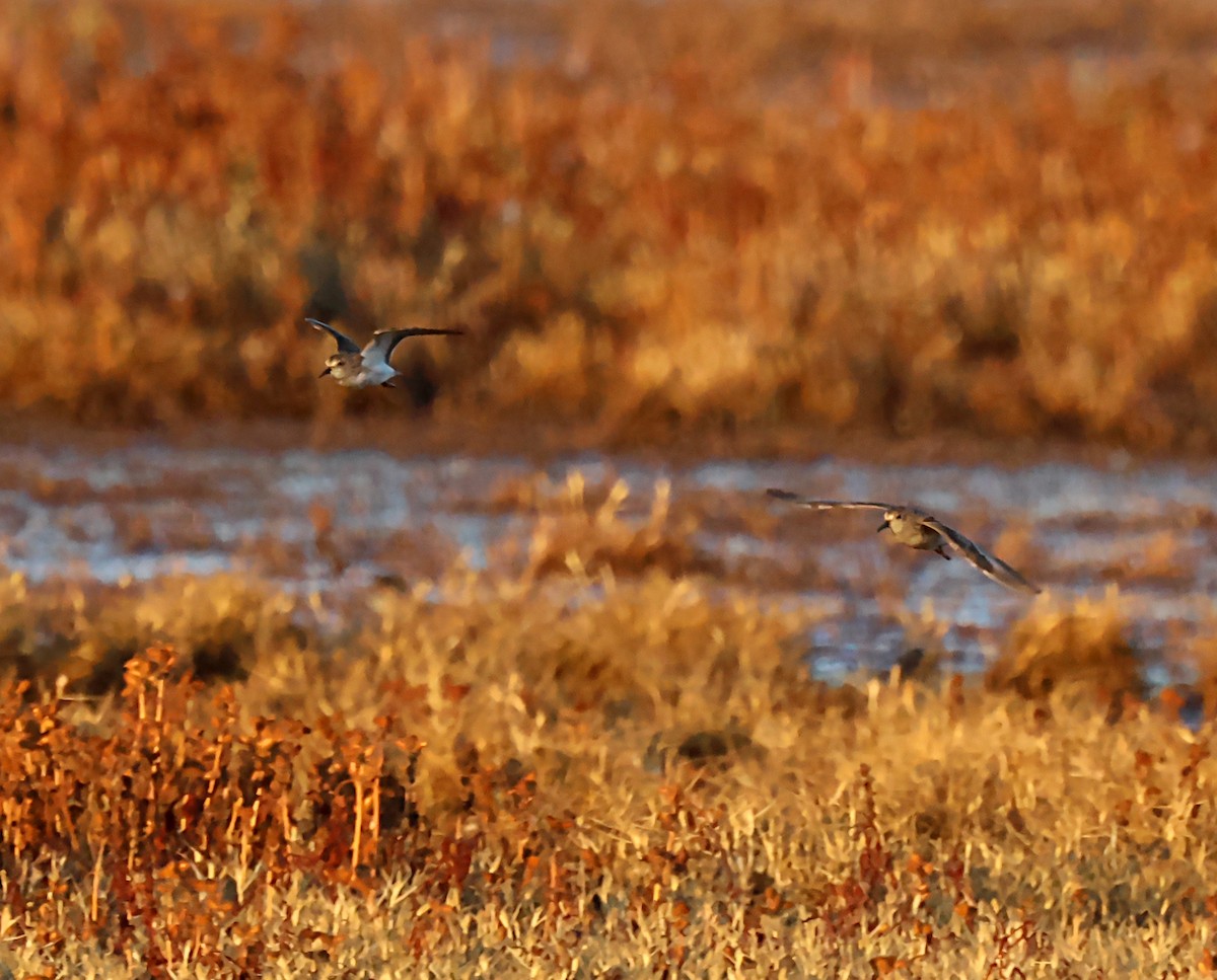 Least Sandpiper - Karen Skelton