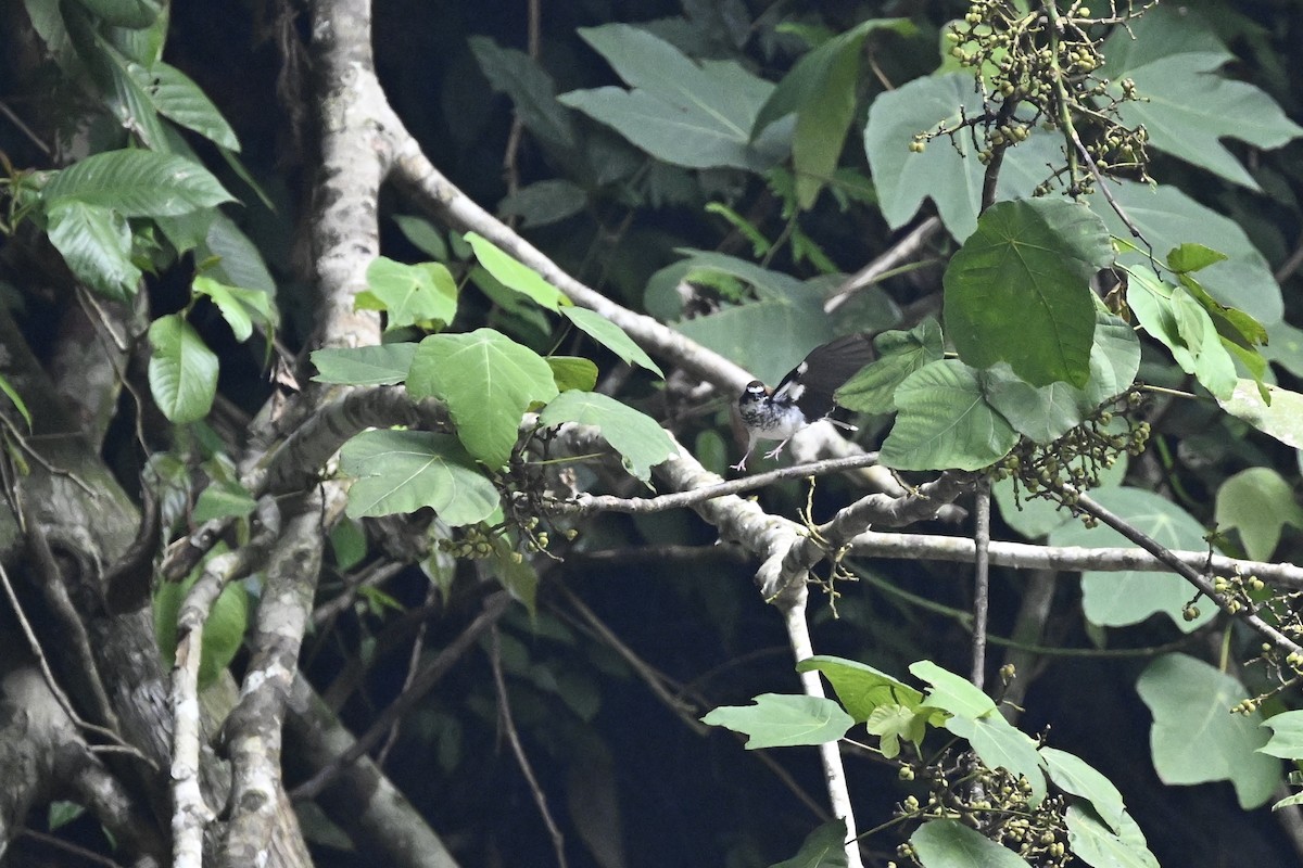 Chestnut-naped Forktail - ML623556006