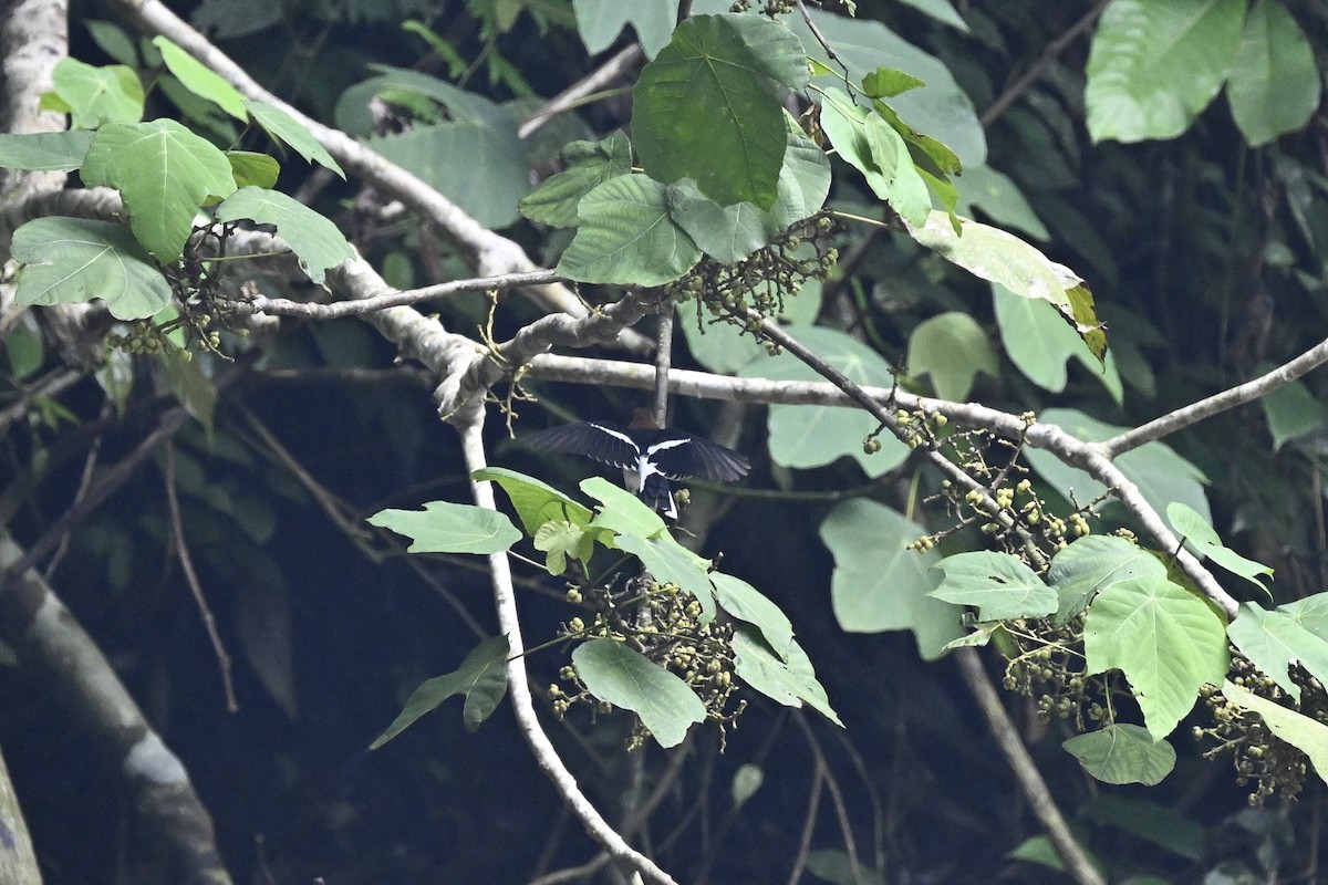 Chestnut-naped Forktail - ML623556007