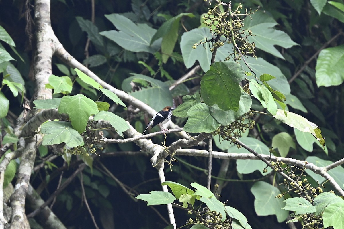 Chestnut-naped Forktail - ML623556008