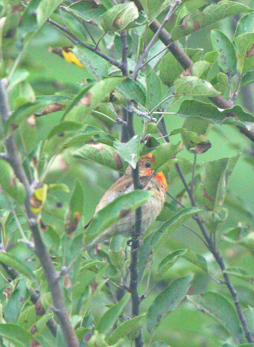 Common Rosefinch - ML623556065