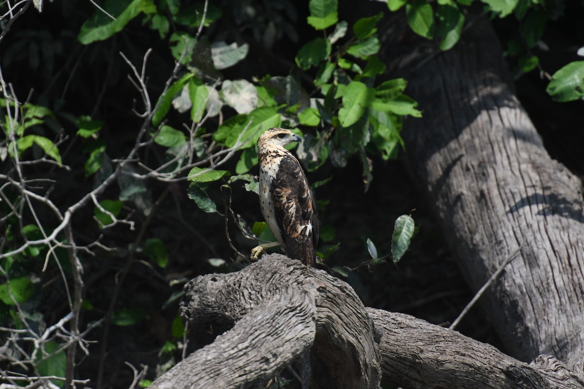 Great Black Hawk - ML623556147