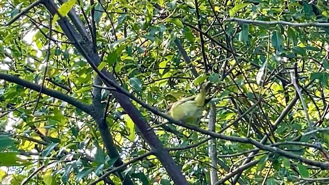 Philadelphia Vireo - ML623556165