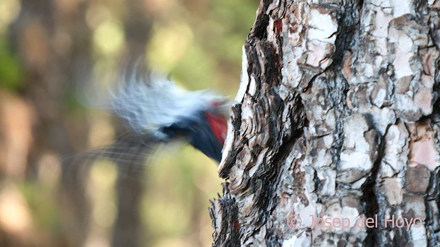 Great Spotted Woodpecker (Canarian) - ML623556179