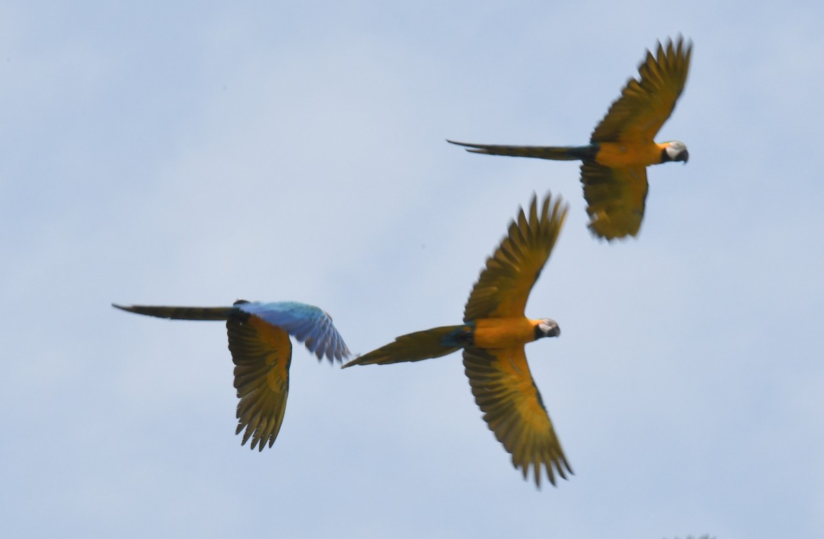 Blue-and-yellow Macaw - ML623556196