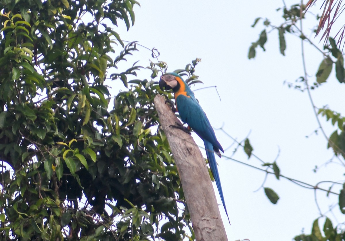 Blue-and-yellow Macaw - ML623556197