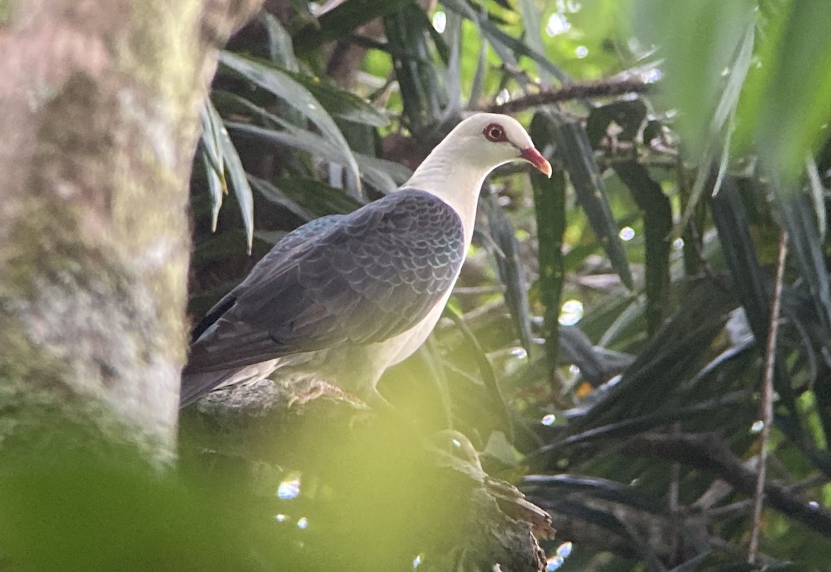 White-headed Pigeon - ML623556234