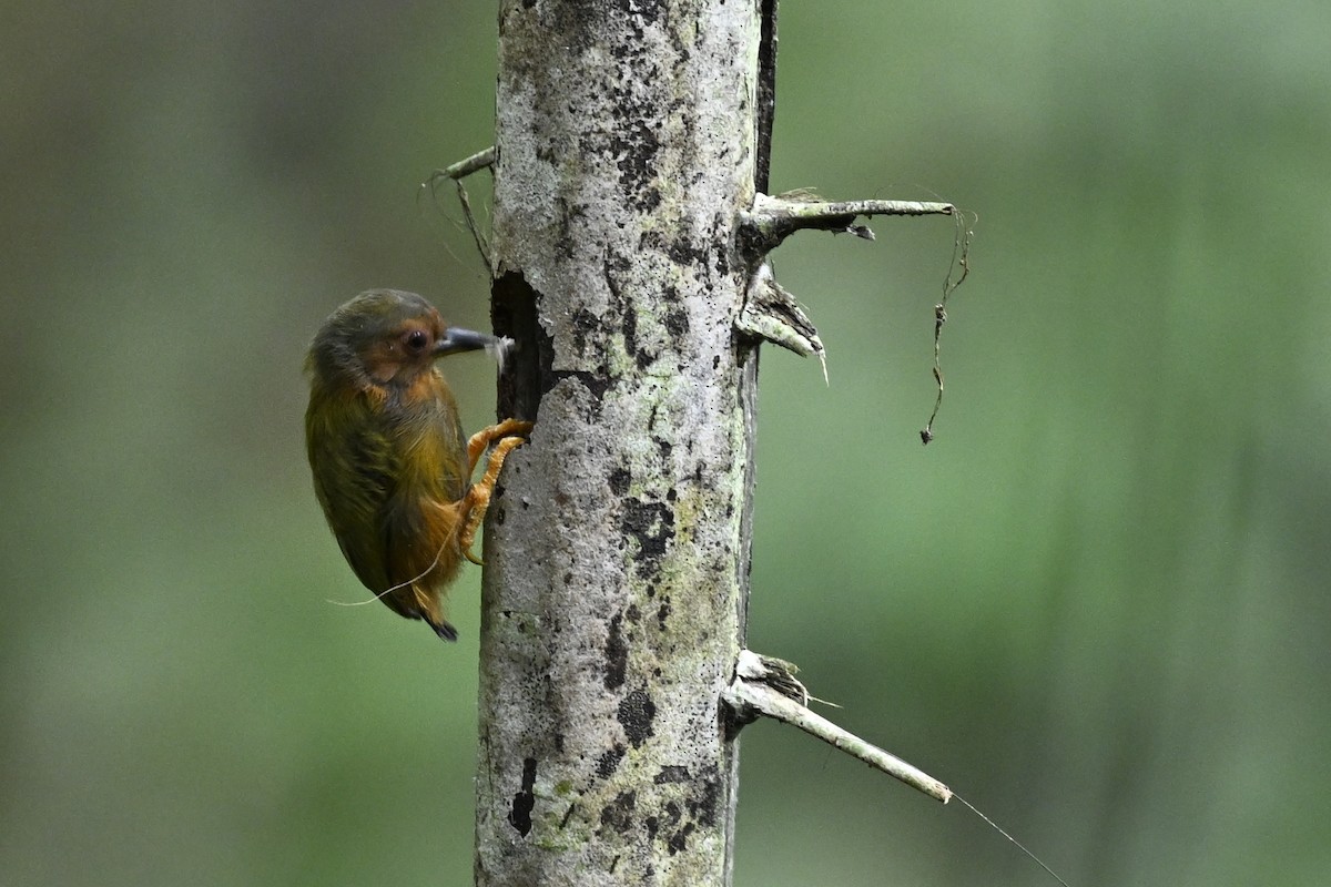 Rufous Piculet - ML623556241