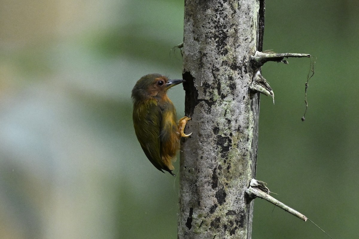 Rufous Piculet - ML623556242