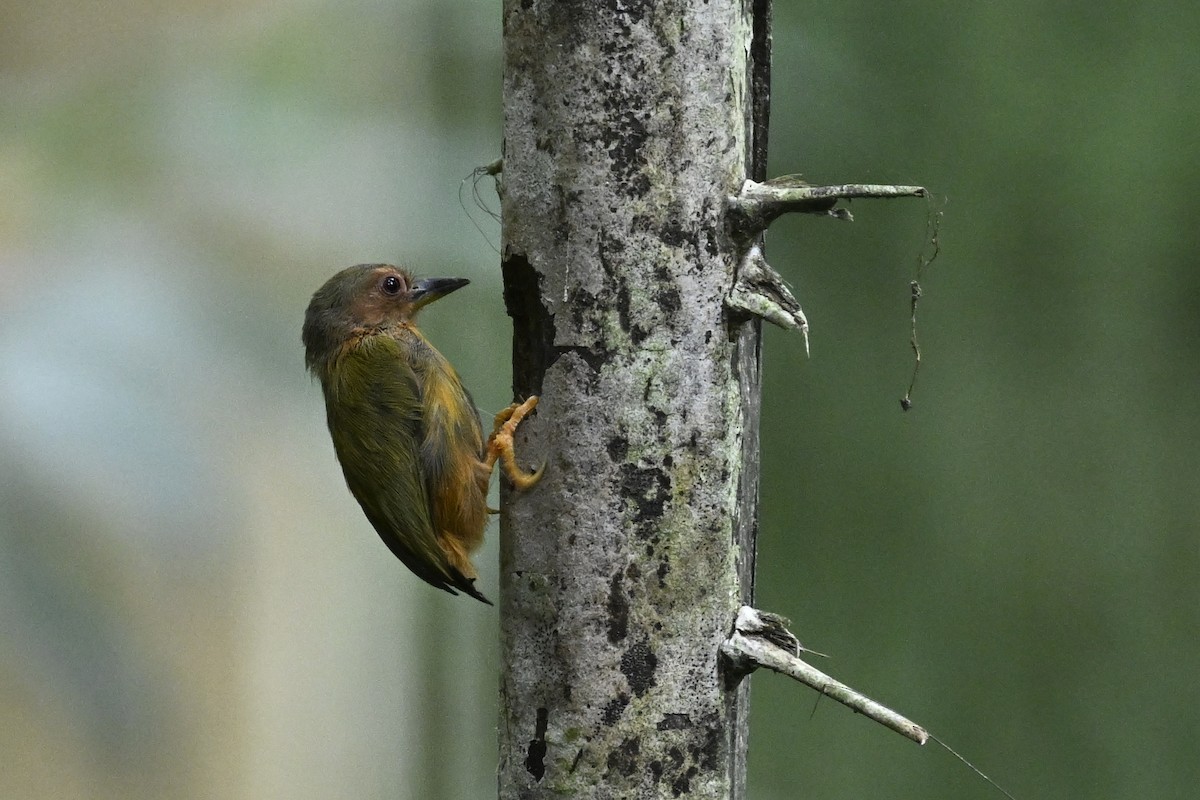 Rufous Piculet - ML623556243