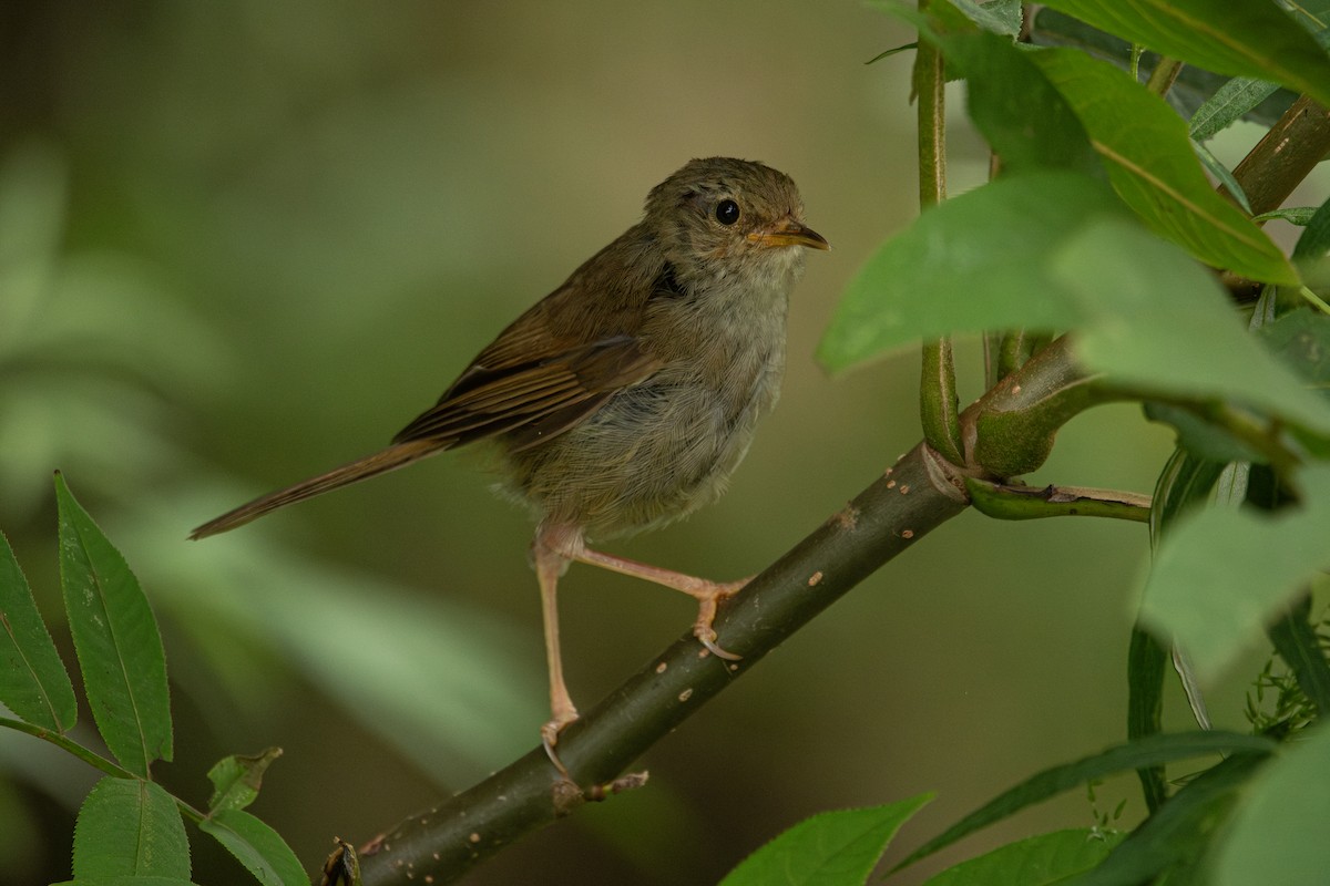 Brownish-flanked Bush Warbler - Ruohan Xu