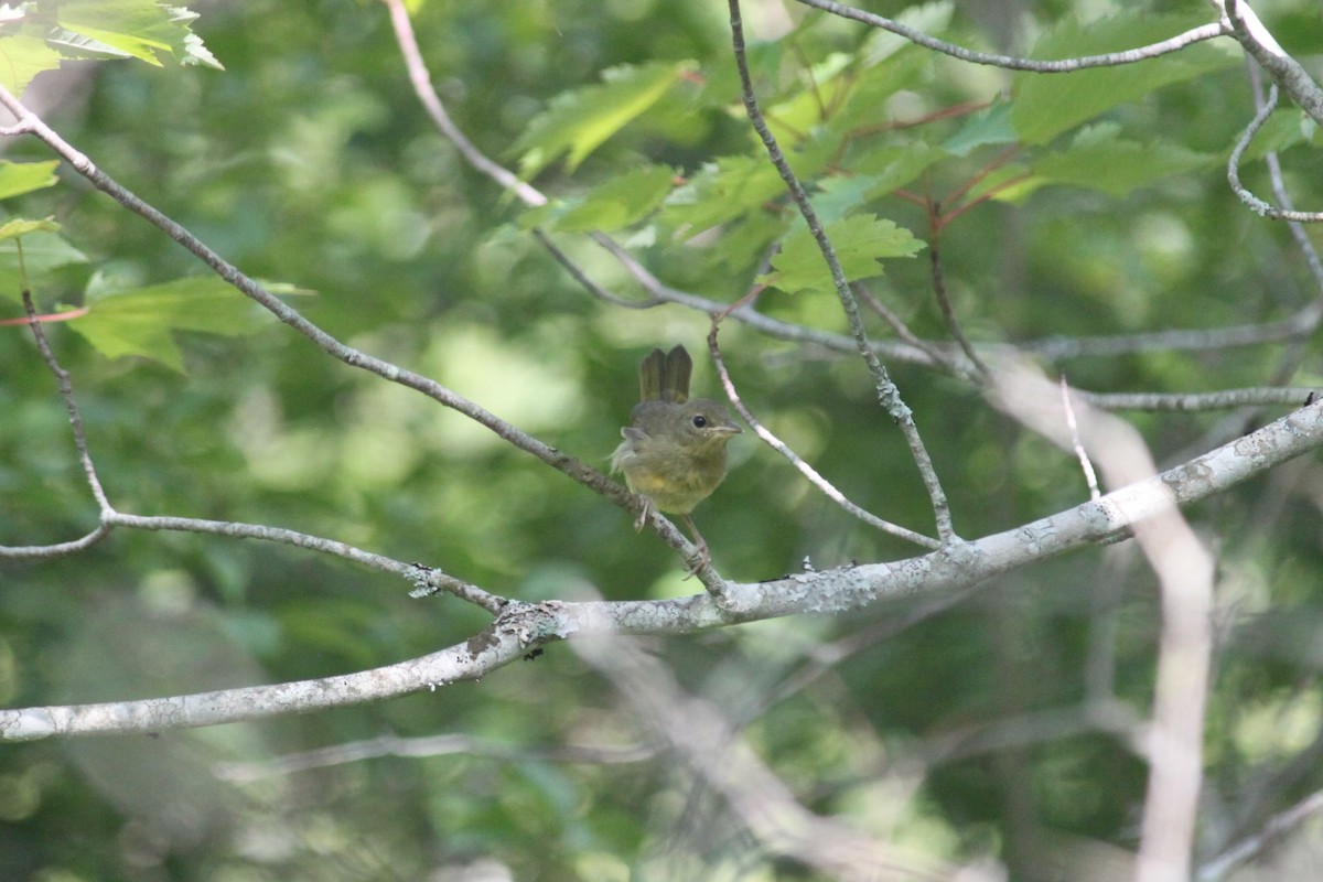 Mourning Warbler - ML623556264