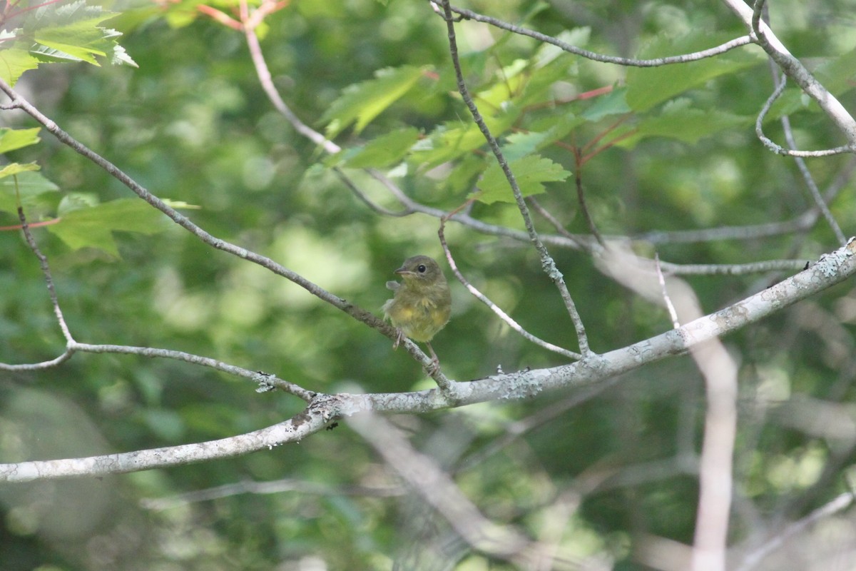 Mourning Warbler - ML623556265