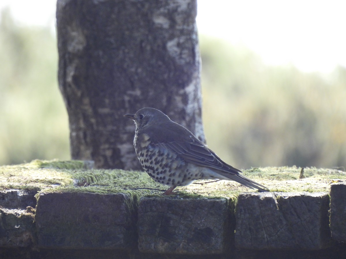 Mistle Thrush - ML623556274