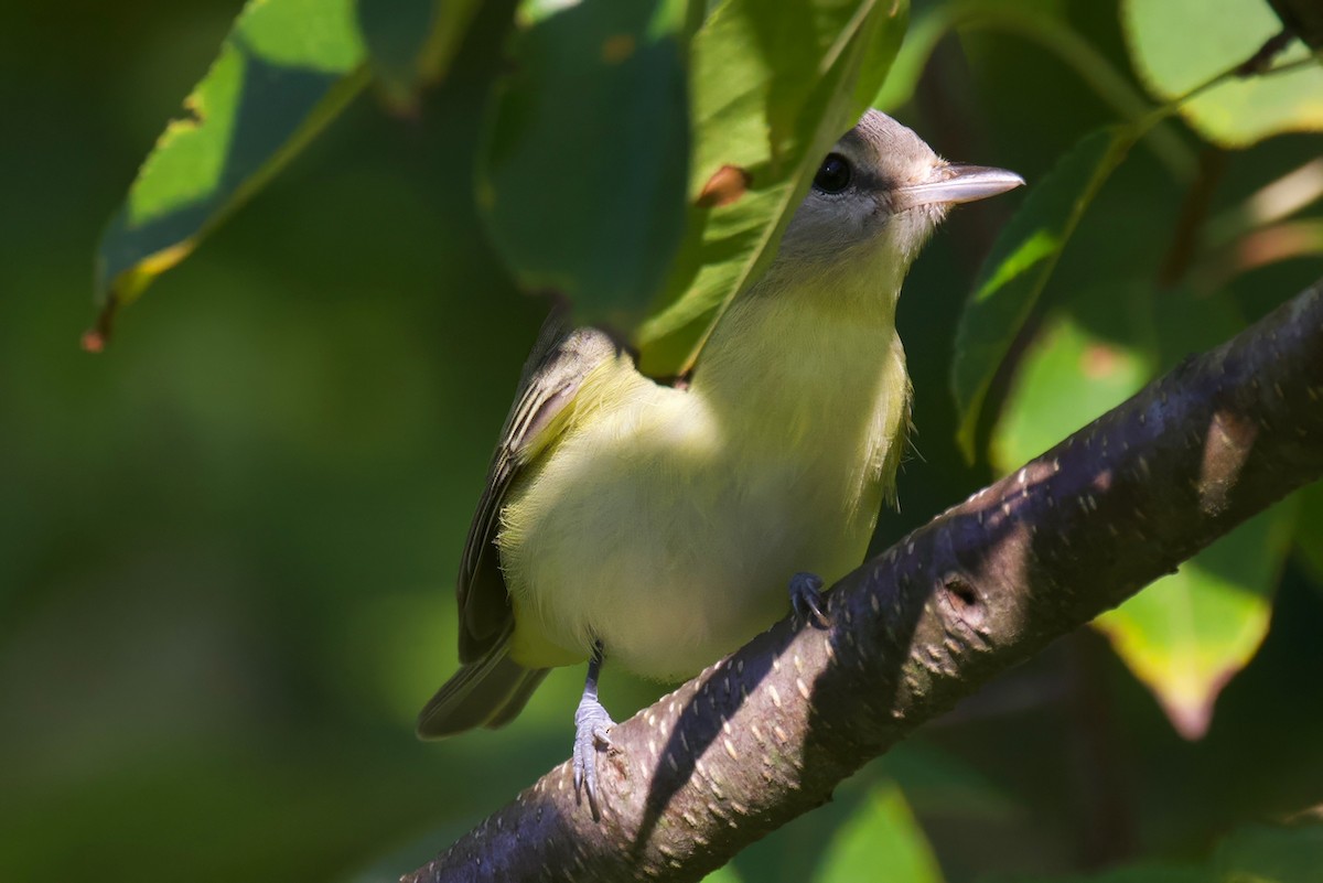 Philadelphia Vireo - ML623556275