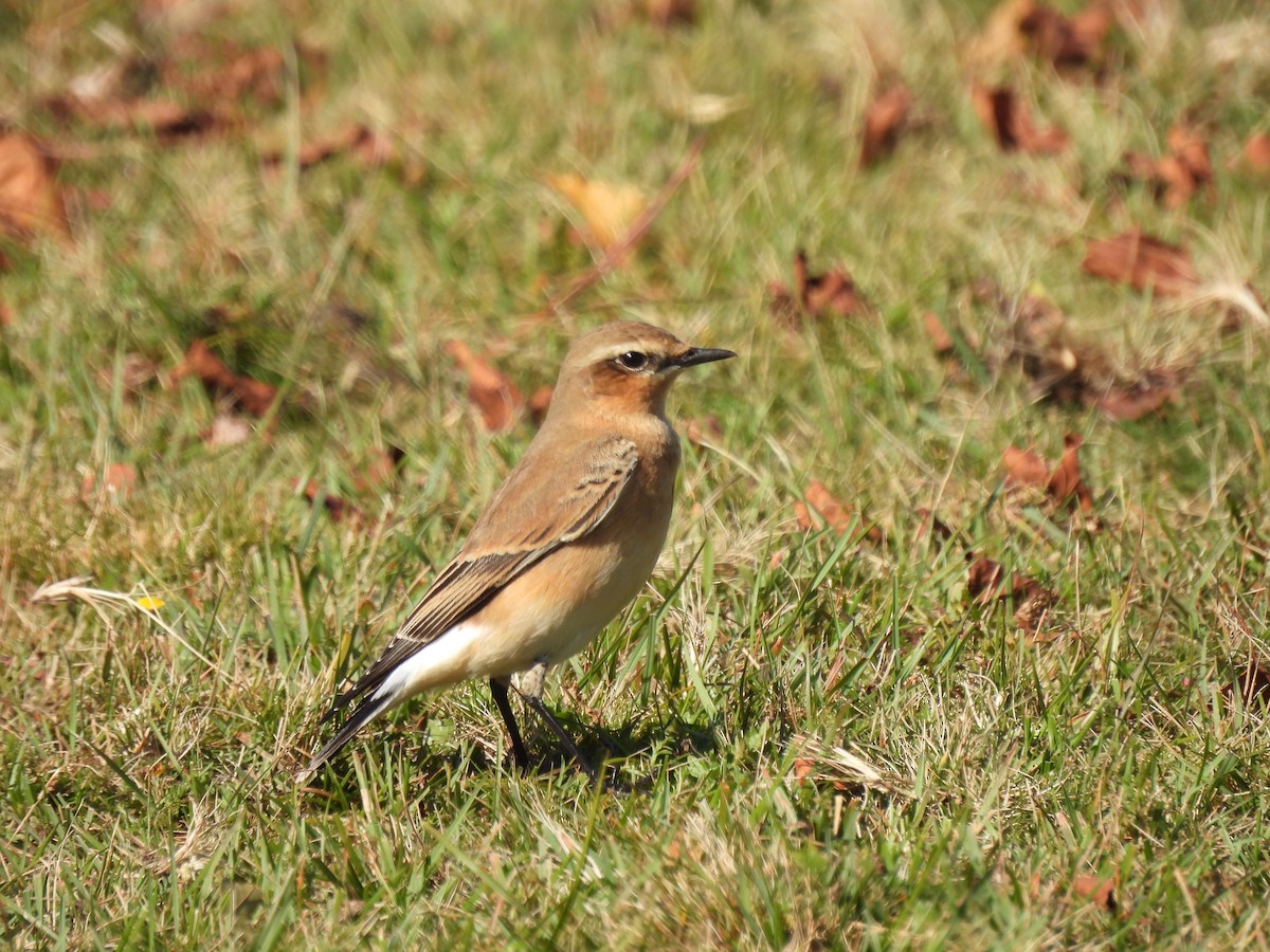 Northern Wheatear - ML623556282