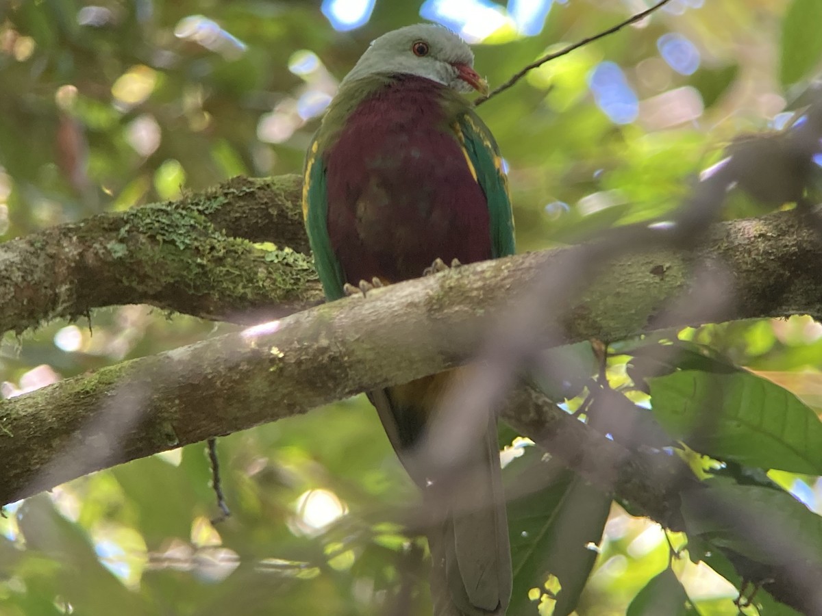 Wompoo Fruit-Dove - ML623556289